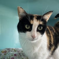 CHANEL, chatte à adopter