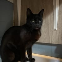 ATOR, chatte à adopter