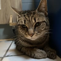ANGEL, chatte à adopter