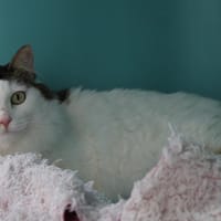 MAIDO, chatte à adopter