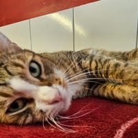 LUPIN, chat à adopter