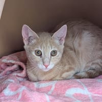VEGAS, chat à adopter