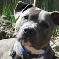 ANGELO, chien à adopter