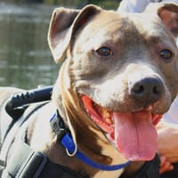 ANGELO dit NOX, chien à adopter