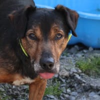 ZORG, chien à adopter