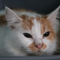 UDINA HAB17391, chatte à adopter