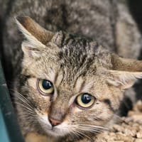 FURIUS HAB17350, chatte à adopter