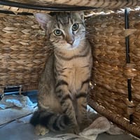 Awen, chat à adopter