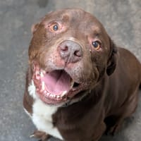 Paco, chien à adopter