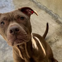BIJOU VAA, chienne à adopter