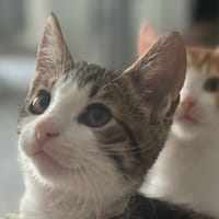 AMARILIS, chat à adopter