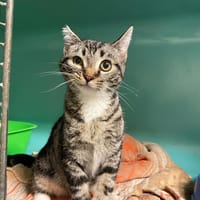 ABBY, chatte à adopter