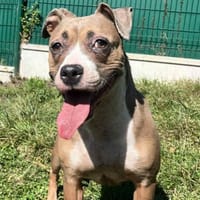 OXANA, chienne à adopter