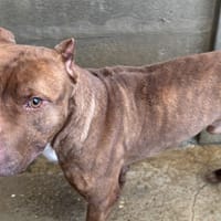 MASTIK VAA, chien à adopter