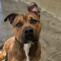 KREPI VAA, chien à adopter