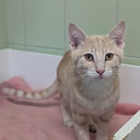TEXAS, chat à adopter
