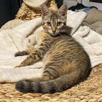 Aska, chatte à adopter