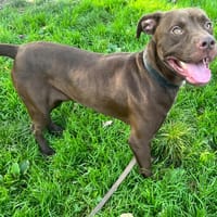 CHOCO PAA23028, chien à adopter