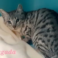 Tagada, chat à adopter