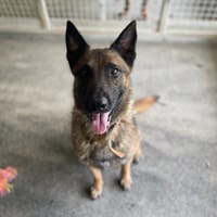 ANDOR (attente ICAD), chien à adopter