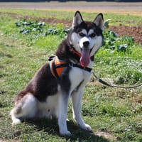 VEIKO HAA24632, chien à adopter