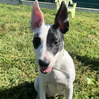 ANIA, chienne à adopter
