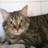 MOLI HAB17347, chatte à adopter
