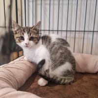 ARGILA, chatte à adopter