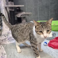 TETRIS, chat à adopter