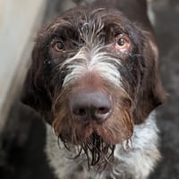 SAM, chien à adopter
