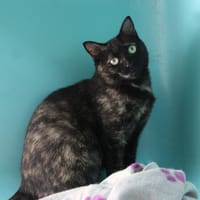 GINNY, chatte à adopter