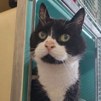 CARACAL, chat à adopter