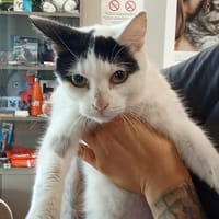 DOLLY, chatte à adopter