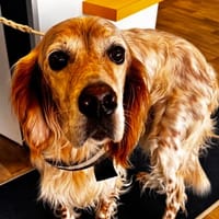 OVER, chien à adopter