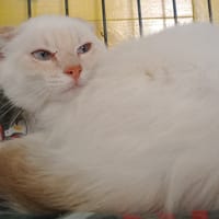 BECHAMEL, chat à adopter