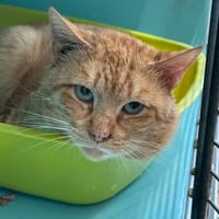 BISCUIT, chat à adopter
