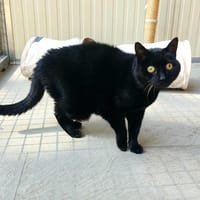 Leila En cours d'adoption, chatte à adopter