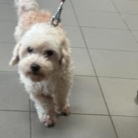 BOUCHON, chien à adopter