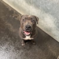 ORION, chien à adopter