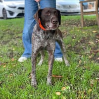 ALF, chien à adopter