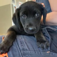 MOUTARDE QCN (réservé), chienne à adopter