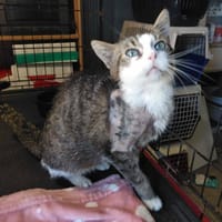 BLUEYES, chat à adopter