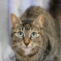 ZOLA HAB17374, chatte à adopter