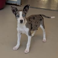 ROSA, chienne à adopter