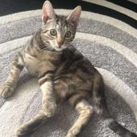 lilo, chatte à adopter