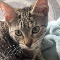 saturne, chatte à adopter
