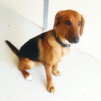 SCOOBIDOU, chien à adopter