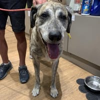 HUTCH, chien à adopter