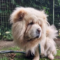 NALA, chienne à adopter