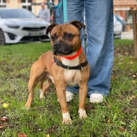 SHREK, chien à adopter